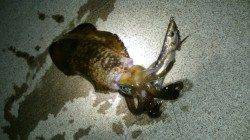 加太漁港でエギング、短時間で4杯GET!