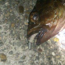 大阪南港　シーバス不発もボトムでガシラ26cm