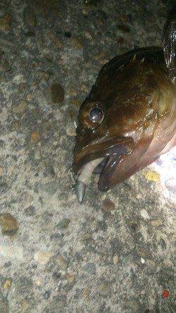 大阪南港　シーバス不発もボトムでガシラ26cm