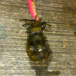 城ヶ崎　エギングでアオリイカの新子4ハイ　早めのダート・フォールの繰り返し