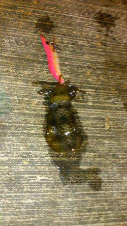 城ヶ崎　エギングでアオリイカの新子4ハイ　早めのダート・フォールの繰り返し