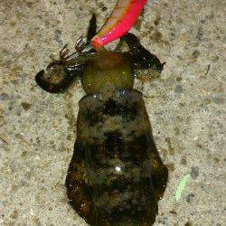 城ヶ崎　エギングでアオリイカの新子4ハイ　早めのダート・フォールの繰り返し