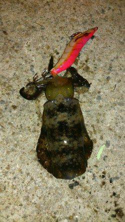 城ヶ崎　エギングでアオリイカの新子4ハイ　早めのダート・フォールの繰り返し