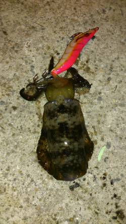 城ヶ崎　エギングでアオリイカの新子4ハイ　…