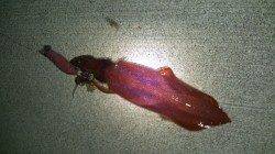 加太漁港でエギング、ケンサキの釣果