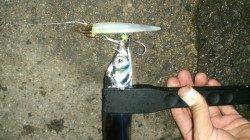 【タチウオのシーズンです】兵突でワインド、12本