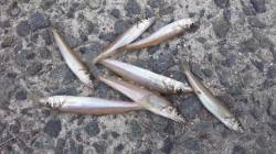 垂水漁港でキスの投げ釣り、午前中で21匹Ｇ…