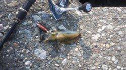 泉佐野へ新子ちゃんの調査に行ってきました