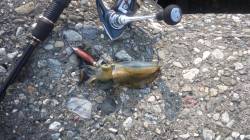 泉佐野へ新子ちゃんの調査に行ってきました