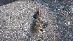 泉佐野へ新子ちゃんの調査に行ってきました