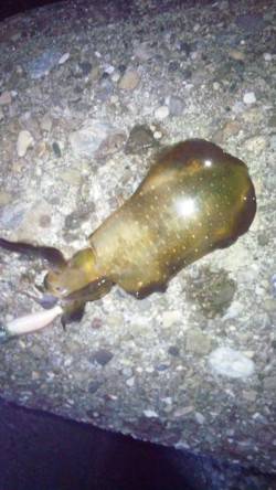 泉佐野　エギングでアオリイカの新子5ハイ☆…