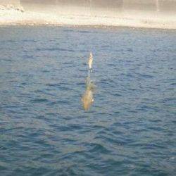 千田漁港　サイトエギングでアオリイカ新子3バイ　全て水中リリース