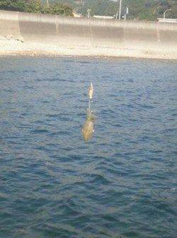 千田漁港　サイトエギングでアオリイカ新子3バイ　全て水中リリース