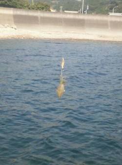 千田漁港　サイトエギングでアオリイカ新子3…