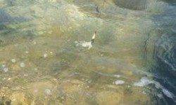 千田漁港　サイトエギングでアオリイカ新子3バイ　全て水中リリース