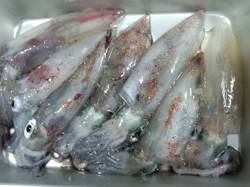 大蔵海岸　20時からのエギング　30分でケ…