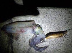 明石港　エギスッテでケンサキイカ8ハイ　船用イカメタルソリッドロッド使用