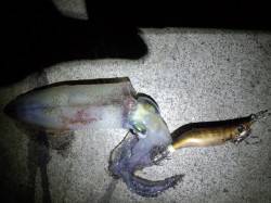 明石港　エギスッテでケンサキイカ8ハイ　船…