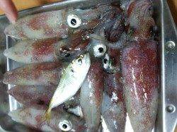 明石港　エギスッテでケンサキイカ8ハイ　船用イカメタルソリッドロッド使用