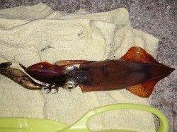 明石港　エギングでケンサキイカ5ハイの釣果☆