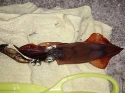 明石港　エギングでケンサキイカ5ハイの釣果…