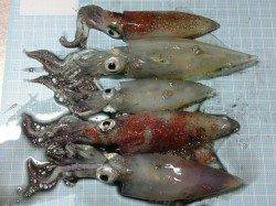 明石港　エギングでケンサキイカ5ハイの釣果☆