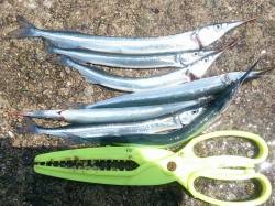 朝から賑わう林崎漁港でサヨリ釣り♪