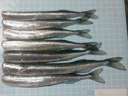 朝から賑わう林崎漁港でサヨリ釣り♪