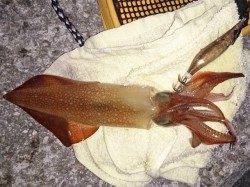 明石港　エギングでケンサキイカ15ハイ　時合いに集中してアタリ