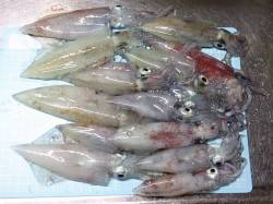 明石港　エギングでケンサキイカ15ハイ　時…