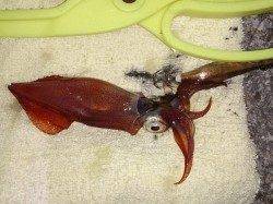 明石港　バラシが多い中でもエギングでケンサキ9ハイ☆