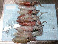 明石港　バラシが多い中でもエギングでケンサキ9ハイ☆