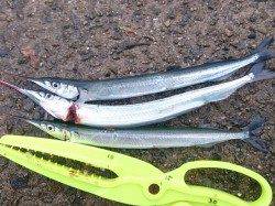 林崎漁港、夕方1時間ほどの釣行でサヨリの釣果☆