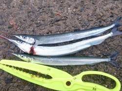 林崎漁港、夕方1時間ほどの釣行でサヨリの釣…