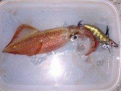 明石港　エギングでケンサキ3バイ　時合いに当たれば数も期待できそう