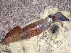 明石港　夜8時頃からのエギングでケンサキイカ9ハイ