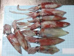 明石港　夜8時頃からのエギングでケンサキイ…