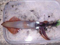 明石港でナイトエギング、ケンサキ7杯ＧＥＴ！