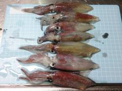 明石港でナイトエギング、ケンサキ7杯ＧＥＴ…