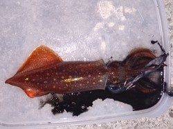 明石港　エギングでケンサキイカ18ハイの好釣果☆