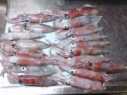 明石港　エギングでケンサキイカ18ハイの好…