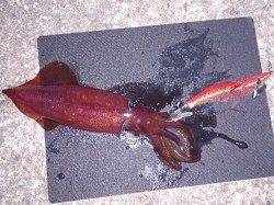 明石港でのナイトエギング、ケンサキの釣果