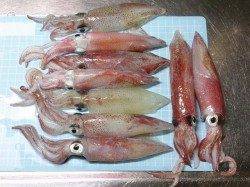 明石港でのナイトエギング、ケンサキの釣果