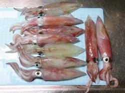 明石港でのナイトエギング、ケンサキの釣果