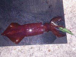 明石港、ケンサキの今後サイズアップが期待出来そう