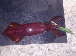 明石港、ケンサキの今後サイズアップが期待出…