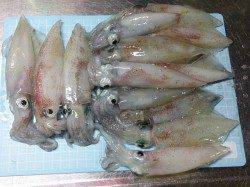 明石港、ケンサキの今後サイズアップが期待出来そう