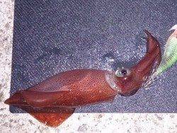 明石港　ナイトエギングでケンサキ3バイ