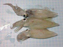 明石港　ナイトエギングでケンサキ3バイ