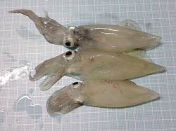 明石港　ナイトエギングでケンサキ3バイ